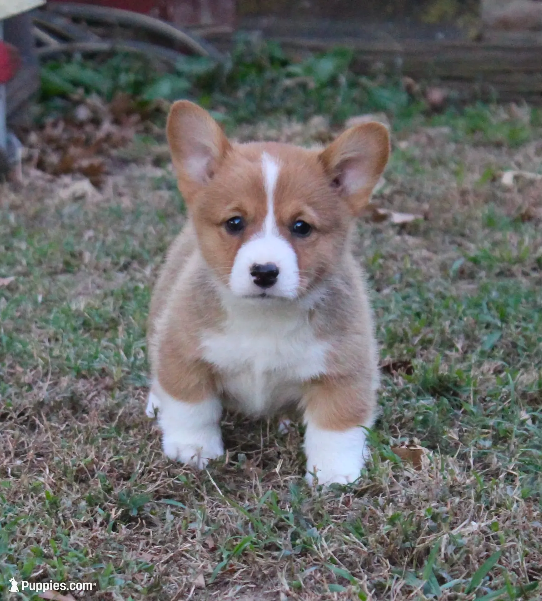 Cody, a male Pembroke Welsh Corgi for sale in Sallisaw, OK – 1 of 5