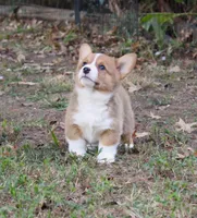 Cody, a male Pembroke Welsh Corgi for sale in Sallisaw, OK – 5 of 5