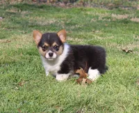 Kade, a male Pembroke Welsh Corgi for sale in Sallisaw, OK – Photo 2 of 4