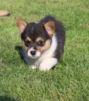 Kade, a male Pembroke Welsh Corgi for sale in Sallisaw, OK – Photo 4 of 4