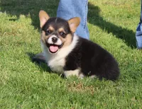Kade, a male Pembroke Welsh Corgi for sale in Sallisaw, OK – Photo 3 of 4