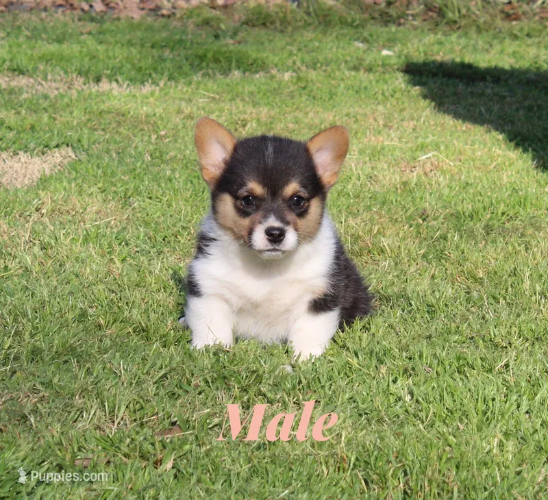 Kade – Pembroke Welsh Corgi puppy for sale in Sallisaw, OK