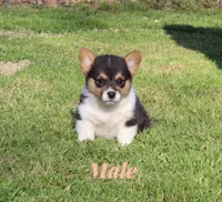 Kade, a male Pembroke Welsh Corgi for sale in Sallisaw, OK – Photo 1 of 4