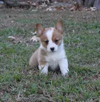 Lucille , a female Pembroke Welsh Corgi for sale in Sallisaw, OK – 3 of 3