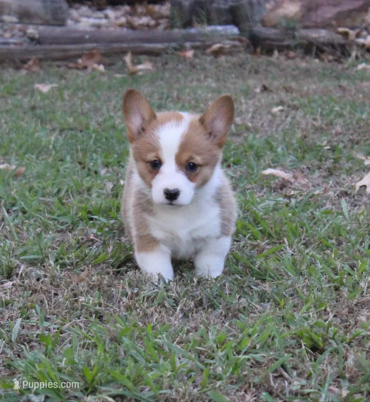 Lucille  – Pembroke Welsh Corgi puppy for sale in Sallisaw, OK