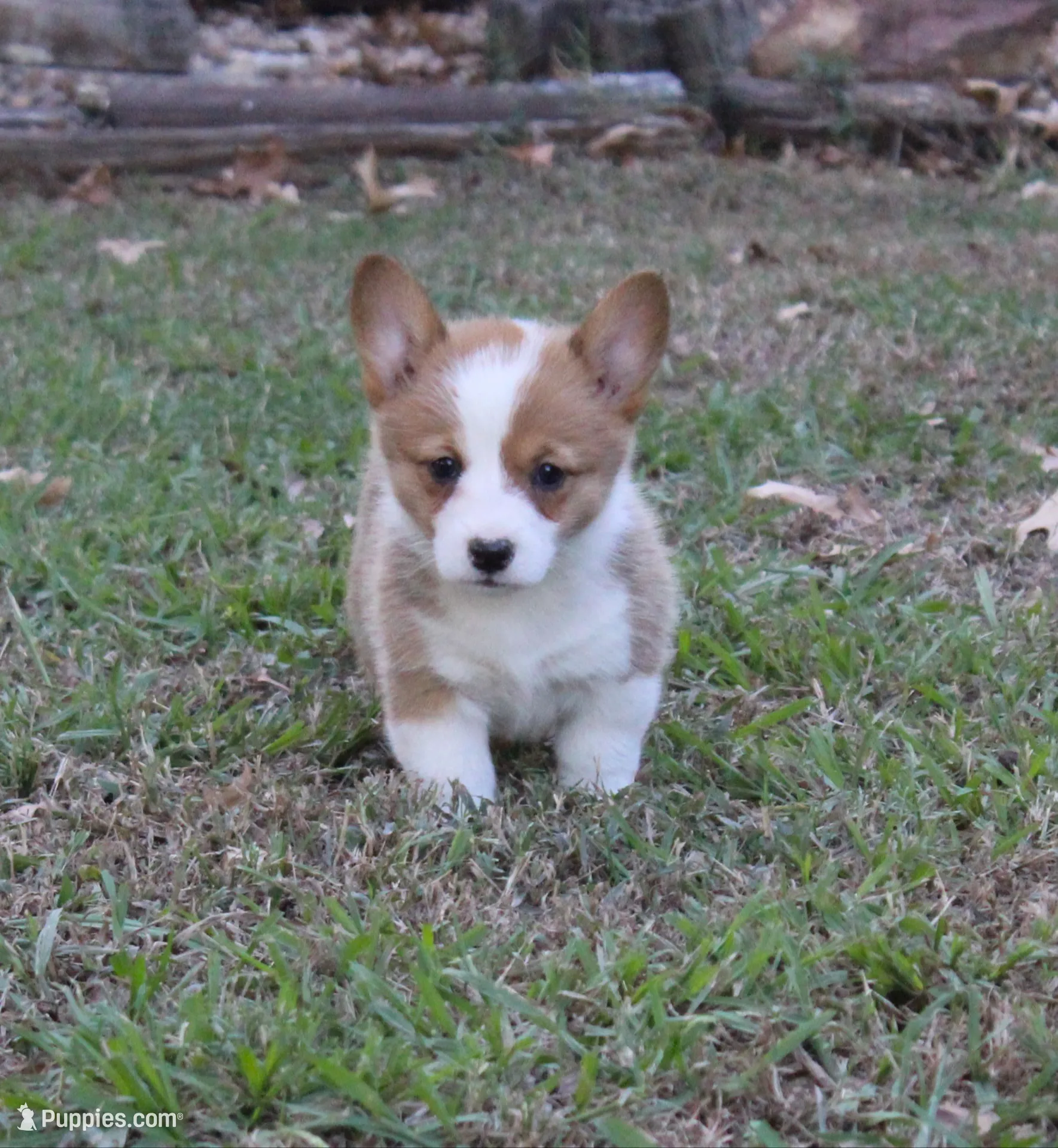Lucille , a female Pembroke Welsh Corgi for sale in Sallisaw, OK – 1 of 3