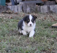 Boots, a male Pembroke Welsh Corgi for sale in Sallisaw, OK – 2 of 3