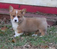Cody, a male Pembroke Welsh Corgi for sale in Sallisaw, OK – 3 of 5