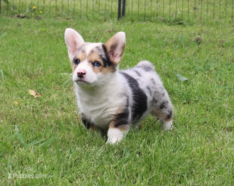 Popeye  – Pembroke Welsh Corgi puppy for sale in Sallisaw, OK