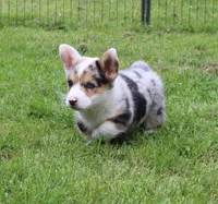 Popeye , a male Pembroke Welsh Corgi for sale in Sallisaw, OK – 3 of 4