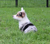 Popeye , a male Pembroke Welsh Corgi for sale in Sallisaw, OK – 4 of 4