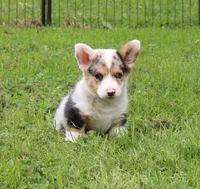 Popeye , a male Pembroke Welsh Corgi for sale in Sallisaw, OK – 2 of 4