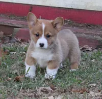 Cody, a male Pembroke Welsh Corgi for sale in Sallisaw, OK – 4 of 5