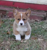 Cody, a male Pembroke Welsh Corgi for sale in Sallisaw, OK – 2 of 5