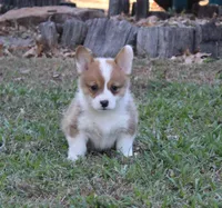Houston, a male Pembroke Welsh Corgi for sale in Sallisaw, OK – 2 of 4