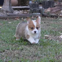 Houston, a male Pembroke Welsh Corgi for sale in Sallisaw, OK – 3 of 4