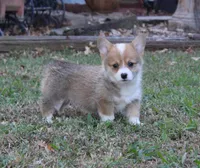 Jolene, a female Pembroke Welsh Corgi for sale in Sallisaw, OK – 3 of 3