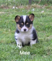 Bradley, a male Pembroke Welsh Corgi for sale in Sallisaw, OK – Photo 2 of 2
