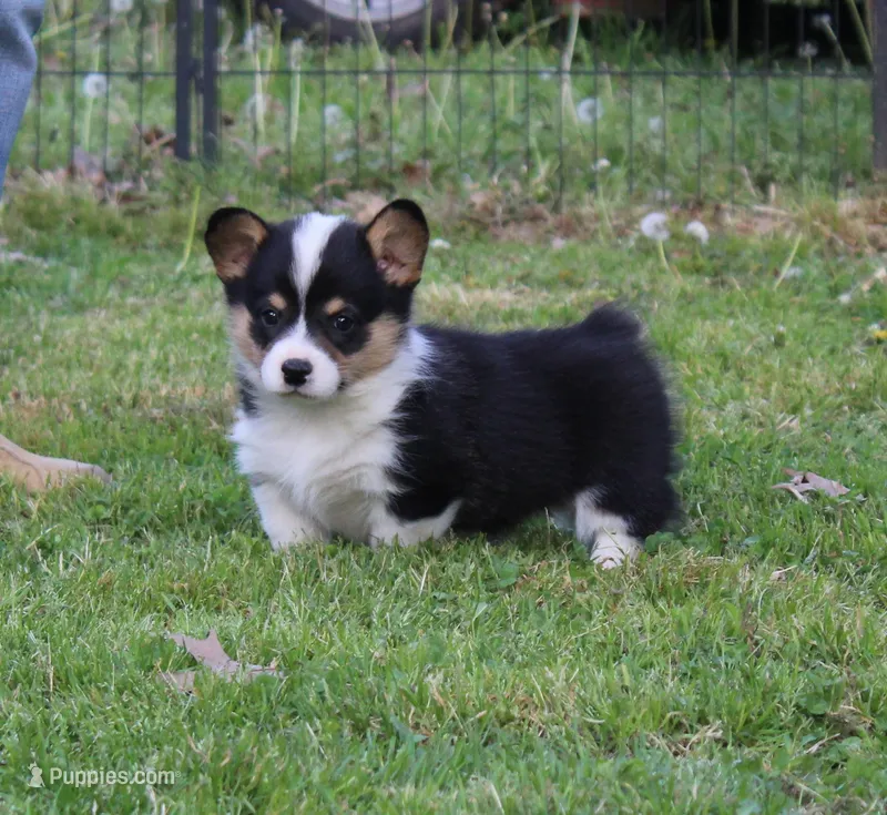 Bradley, a male Pembroke Welsh Corgi for sale in Sallisaw, OK – Photo 1 of 2