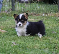 Bradley, a male Pembroke Welsh Corgi for sale in Sallisaw, OK – Photo 1 of 2