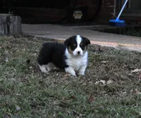 Boots, a male Pembroke Welsh Corgi for sale in Sallisaw, OK – 3 of 3