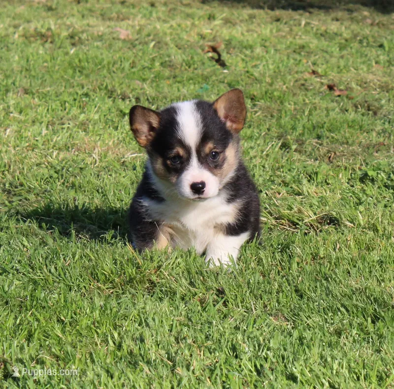 Kibbles, a female Pembroke Welsh Corgi for sale in Sallisaw, OK – Photo 1 of 2