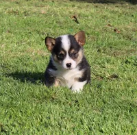 Kibbles, a female Pembroke Welsh Corgi for sale in Sallisaw, OK – Photo 1 of 2