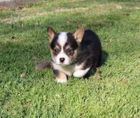 Kibbles, a female Pembroke Welsh Corgi for sale in Sallisaw, OK – Photo 2 of 2