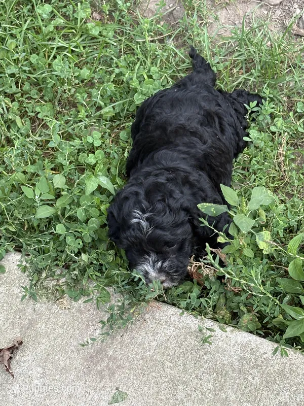 Tucker  – Cockapoo puppy for sale in Tippecanoe, IN