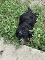 Tucker , a male Cockapoo for sale in Tippecanoe, IN – 1 of 2