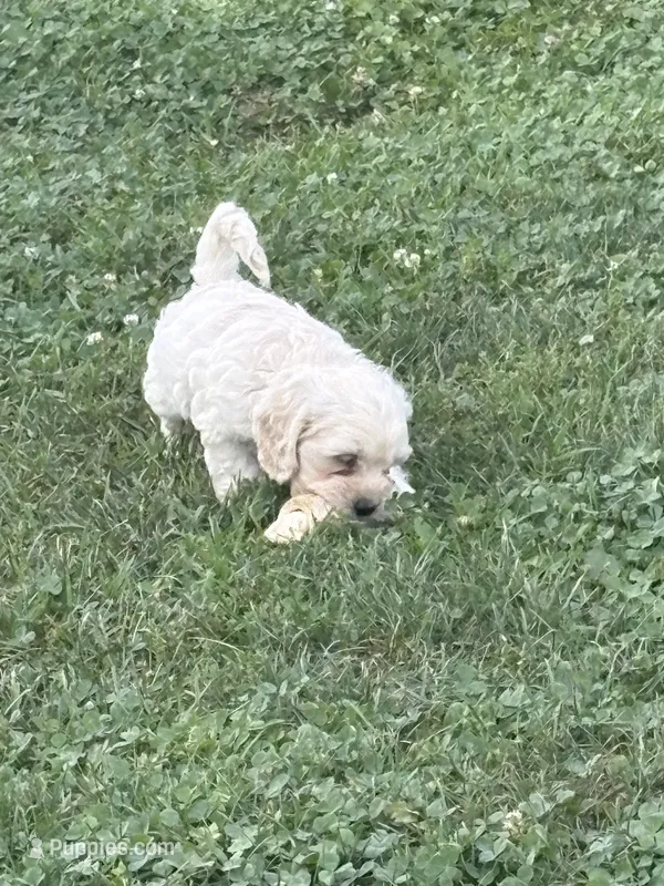 Carrie – Cockapoo puppy for sale in Tippecanoe, IN