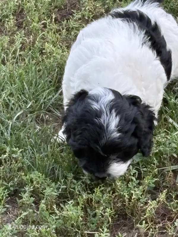 Sherry  – Cockapoo puppy for sale in Tippecanoe, IN