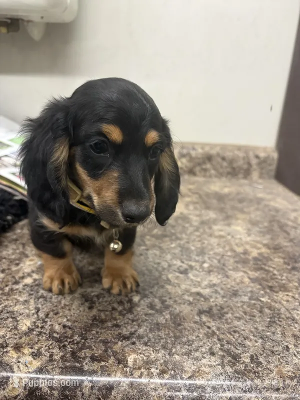 Harry  – Dachshund puppy for sale in Tippecanoe, IN