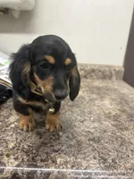 Harry , a male Dachshund for sale in Tippecanoe, IN – 1 of 3
