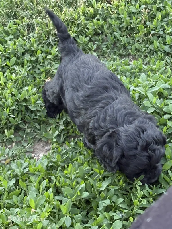 Jasper – Cockapoo puppy for sale in Tippecanoe, IN