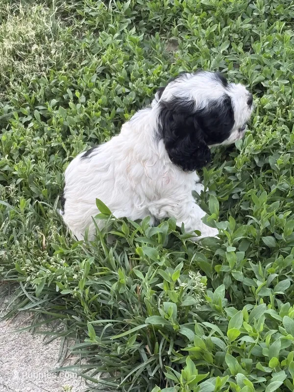 Jimmy  – Cockapoo puppy for sale in Tippecanoe, IN