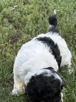 Sherry , a male Cockapoo for sale in Tippecanoe, IN – 2 of 2