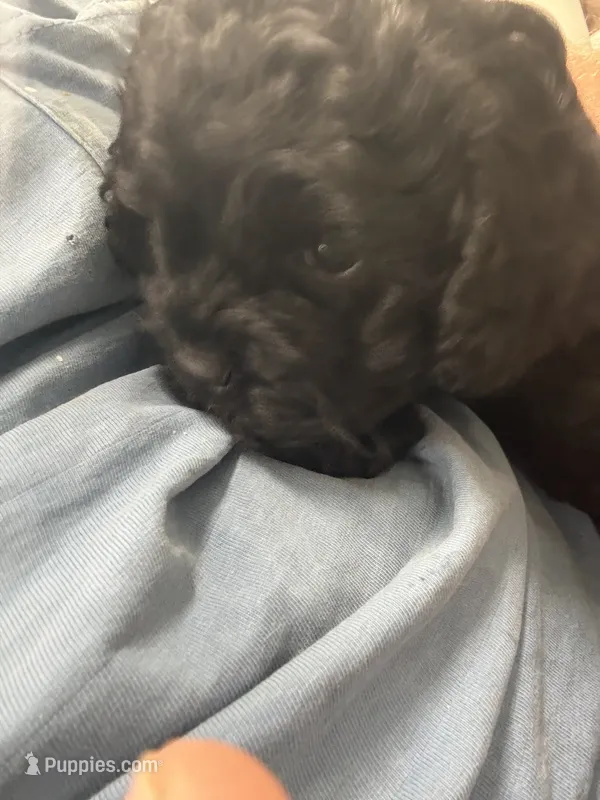 Jasper – Cockapoo puppy for sale in Tippecanoe, IN