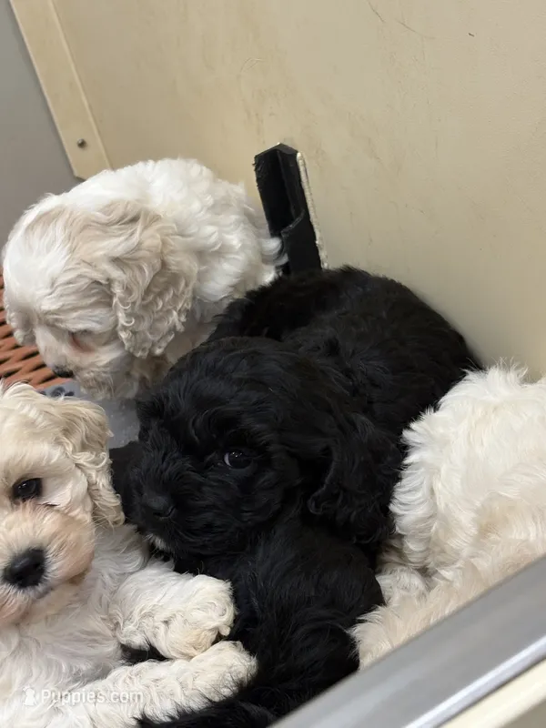 Tammy – Cockapoo puppy for sale in Tippecanoe, IN