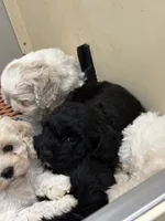 Tammy, a female Cockapoo for sale in Tippecanoe, IN – 1 of 2