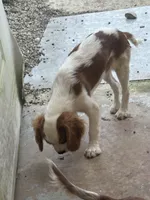Grover, a male Cavalier King Charles Spaniel for sale in Tippecanoe, IN – 2 of 2