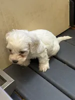 Carrie, a female Cockapoo for sale in Tippecanoe, IN – 1 of 2