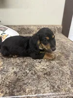 Harry , a male Dachshund for sale in Tippecanoe, IN – 2 of 3