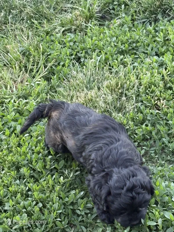 Jasper – Cockapoo puppy for sale in Tippecanoe, IN