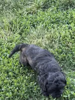 Jasper, a male Cockapoo for sale in Tippecanoe, IN – 3 of 3