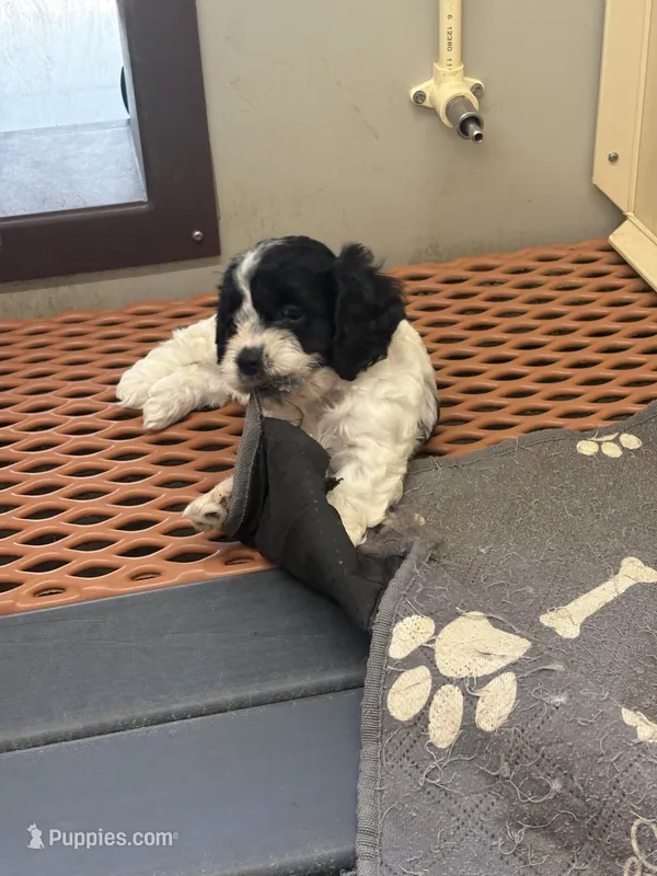 Candy – Cockapoo puppy for sale in Tippecanoe, IN