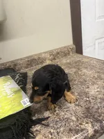 Sue, a female Dachshund for sale in Tippecanoe, IN – 2 of 3