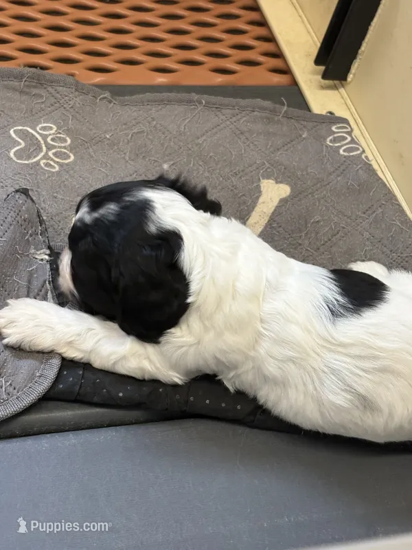 Candy – Cockapoo puppy for sale in Tippecanoe, IN