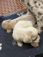 Grover, a male Cockapoo for sale in Tippecanoe, IN – Photo 2 of 3