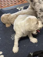 Grover, a male Cockapoo for sale in Tippecanoe, IN – Photo 3 of 3
